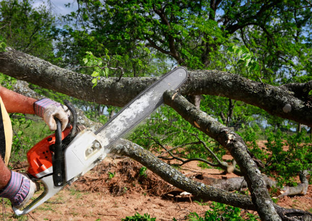 Tree and Shrub Care in Alamo, TX