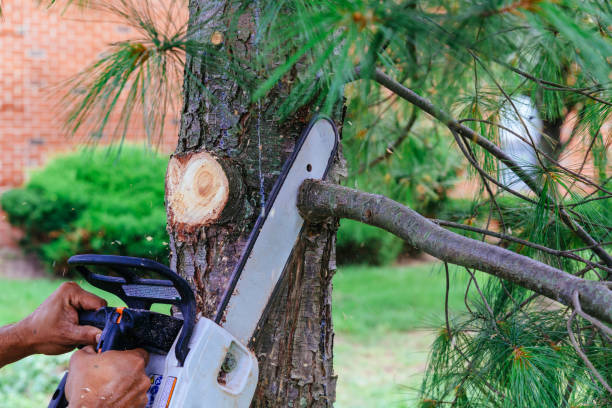 Professional Tree Care  in Alamo, TX